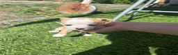Chihuahua dogs for sale: Chihuahua Puppy 3 - Ad 1