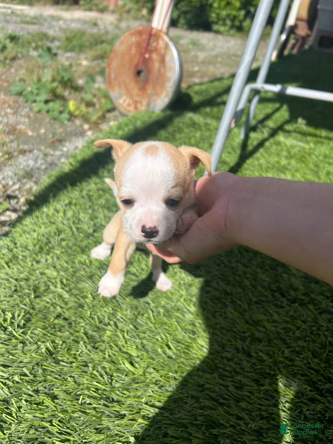 Chihuahua dogs for sale: Chihuahua Puppy 3 - Ad 1