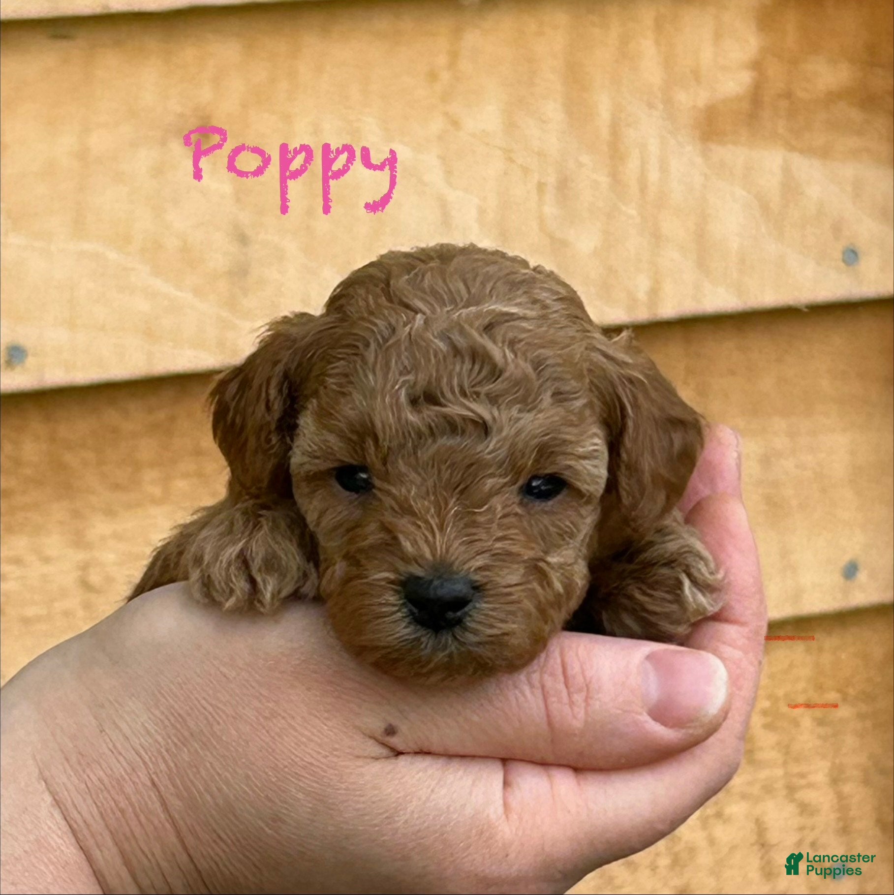 Toy Poodle dogs Poppy - Ad 17