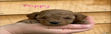 Poppy