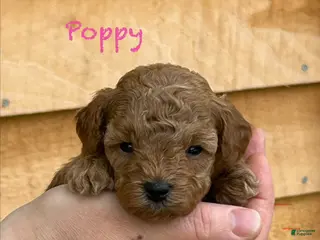 Toy Poodle dogs Poppy - Ad 17