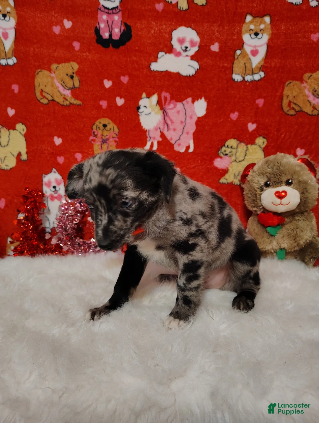 Mixed Breed dogs for sale: Woody - Ad 4