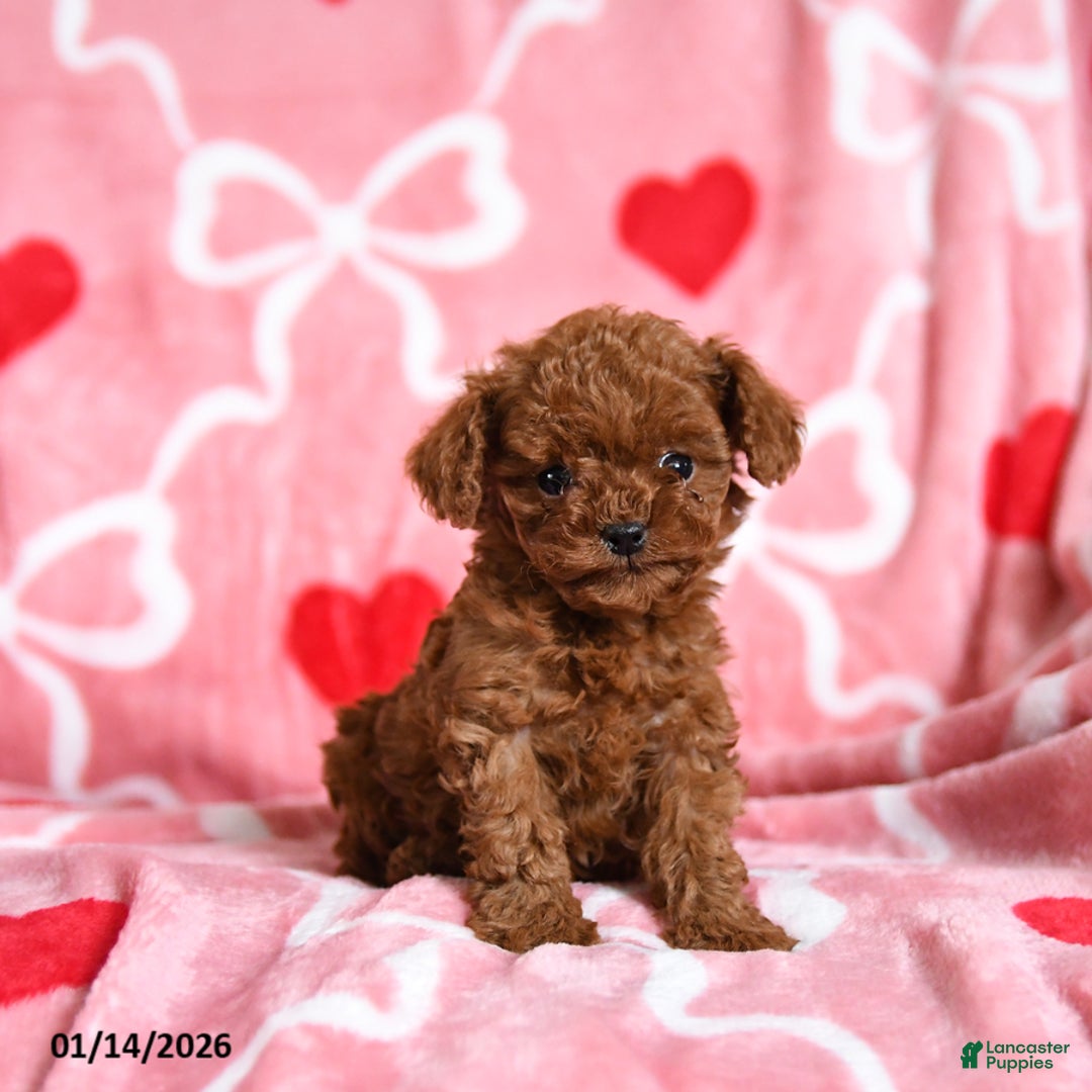 Toy Poodle dogs for sale: Tinker - Ad 3