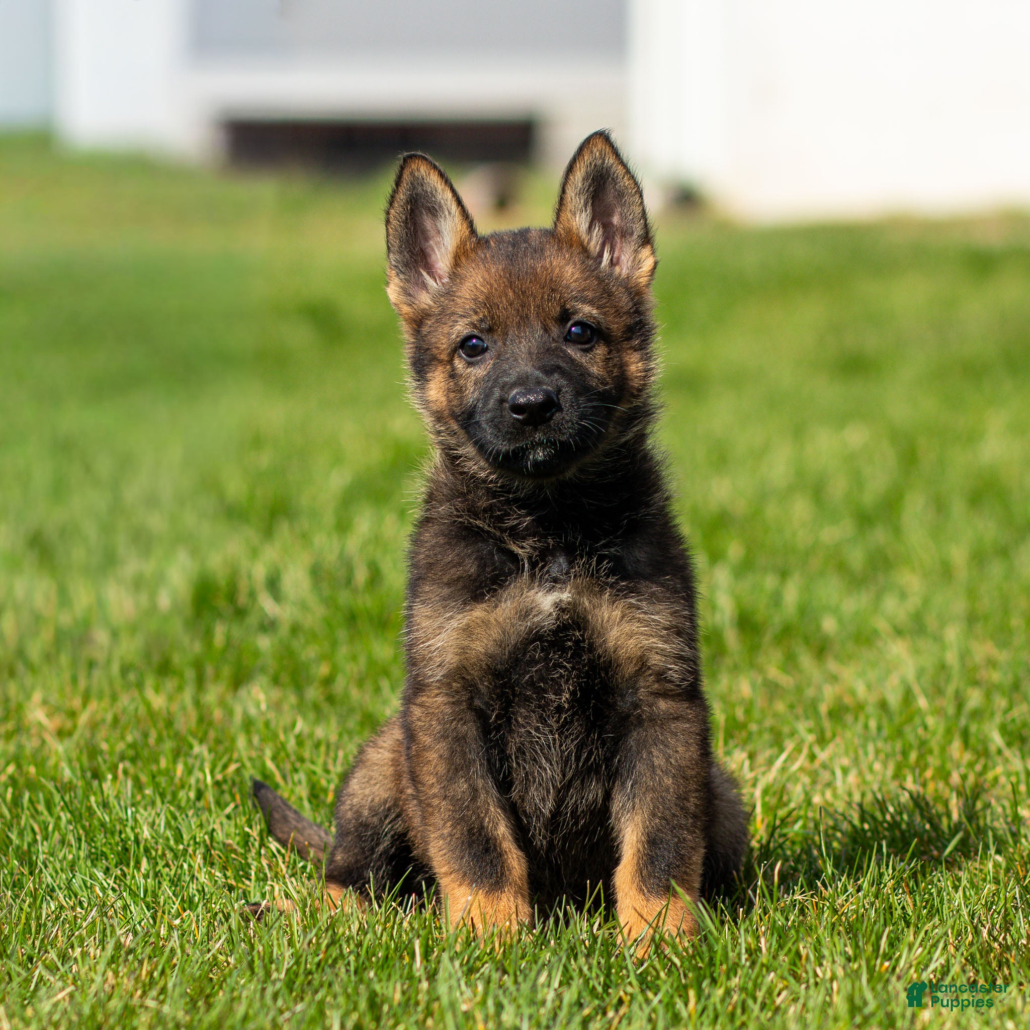 German Shepherd dogs Sally German Shepherd Puppy  - Ad 2