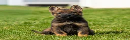German Shepherd dogs for sale: Sally German Shepherd Puppy  - Ad 2