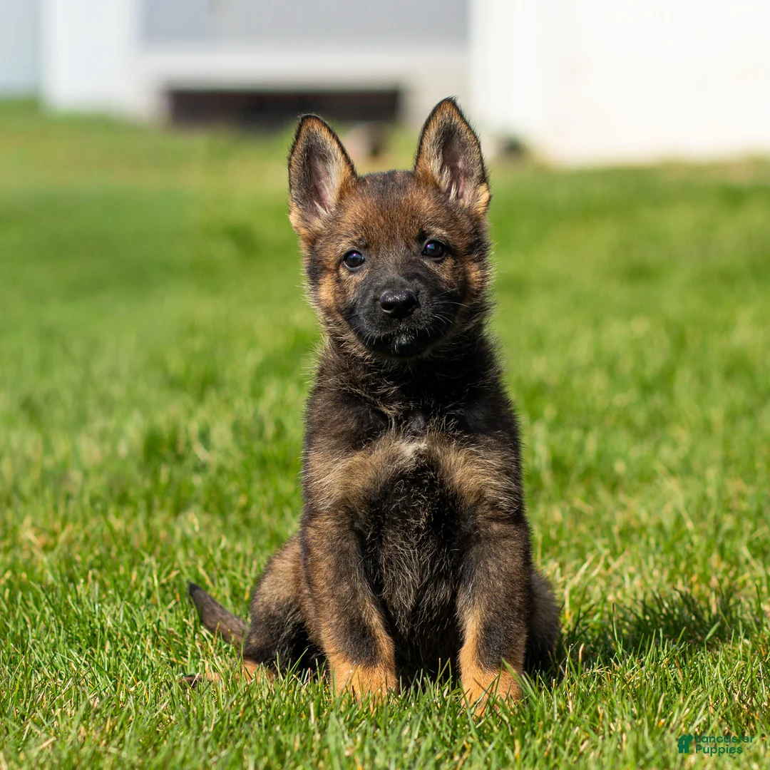 German Shepherd dogs for sale: Sally German Shepherd Puppy  - Ad 2