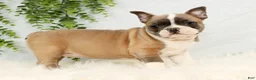 Frenchton dogs for sale: Angel - Ad 4