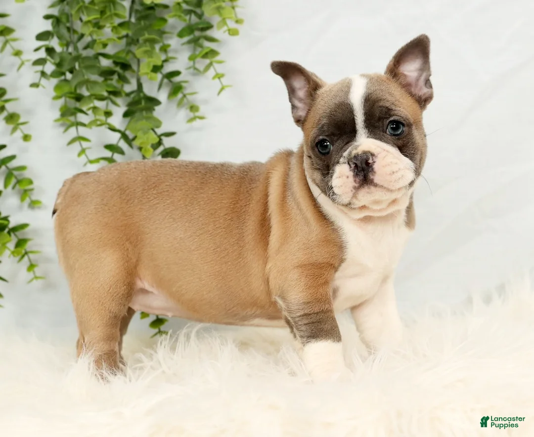 Frenchton dogs for sale: Angel - Ad 4