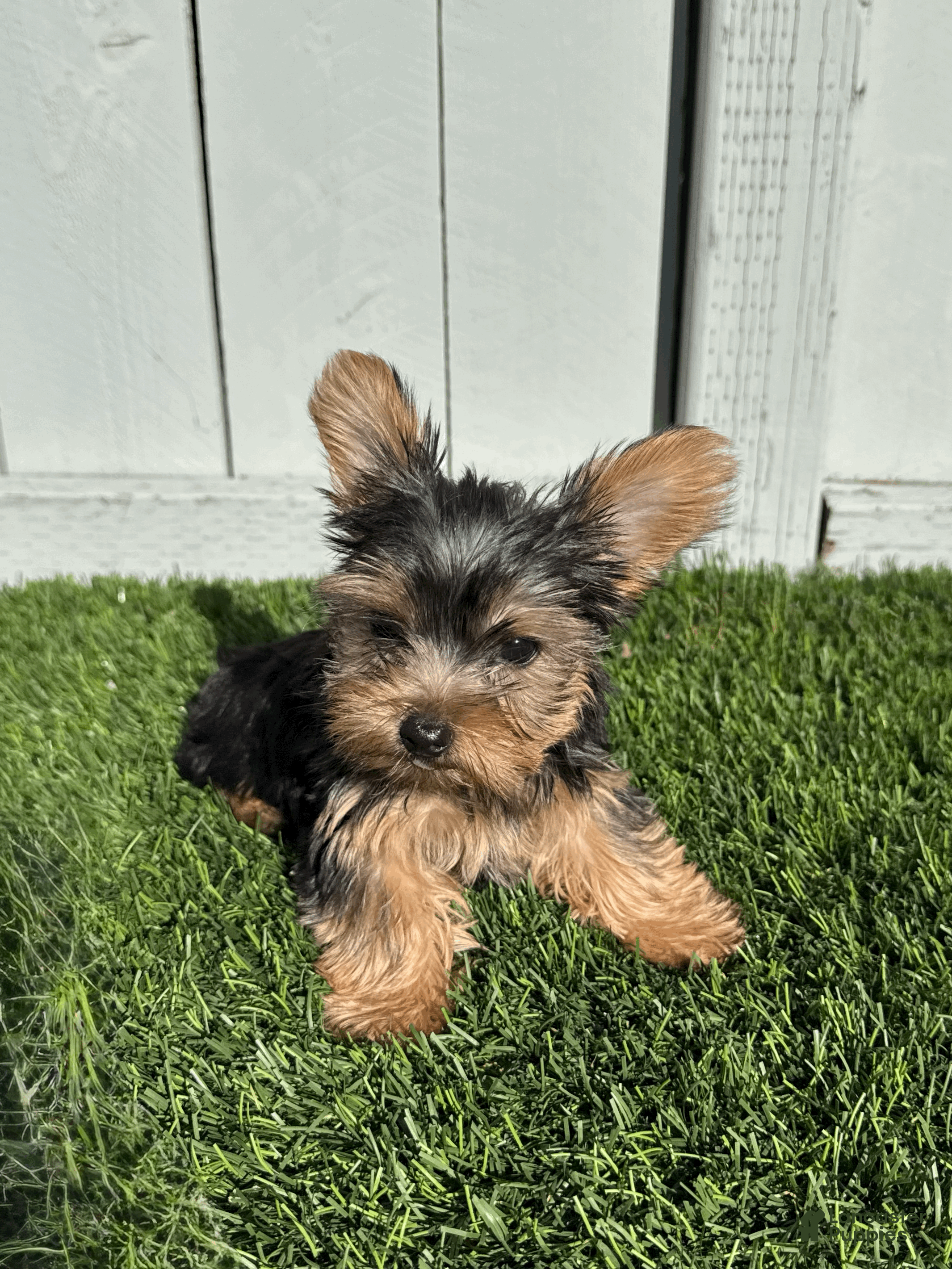 Yorkshire Terrier dogs Teacup - Milo - Ad 2
