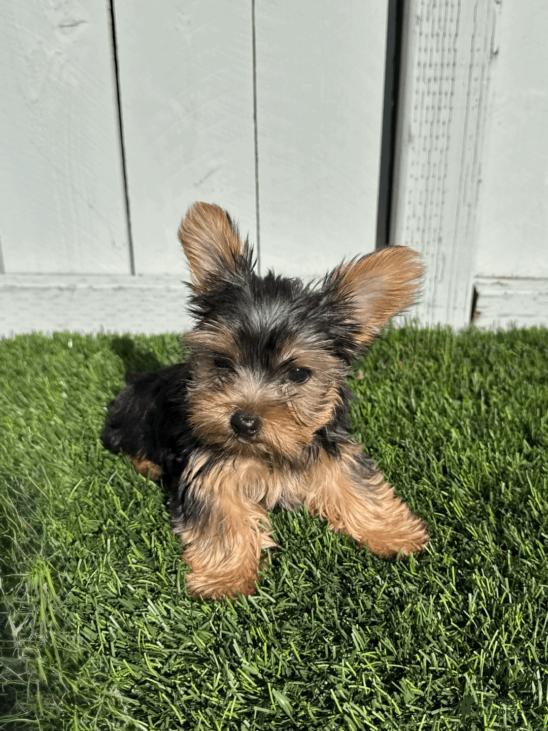 Yorkshire Terrier dogs for sale: Teacup - Milo - Ad 1