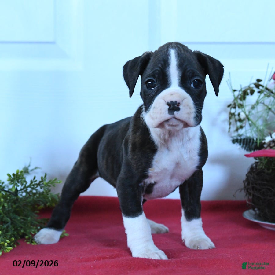 Boxer dogs Mia - Ad 29