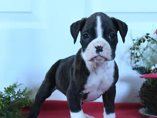 Boxer dogs Mia - Ad 29