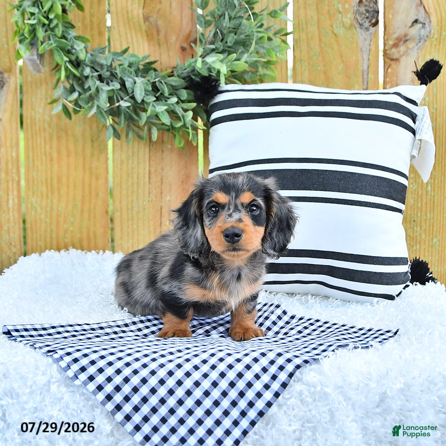Miniature Dachshund dogs Champion - Ad 2