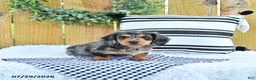Miniature Dachshund dogs for sale: Champion - Ad 2