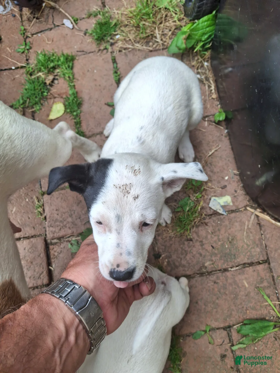 Jack Russell Terrier dogs for sale: Jack Russell Terrier 2 - Ad 2