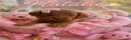 Mini Goldendoodle dogs for sale: Natalie - Ad 1