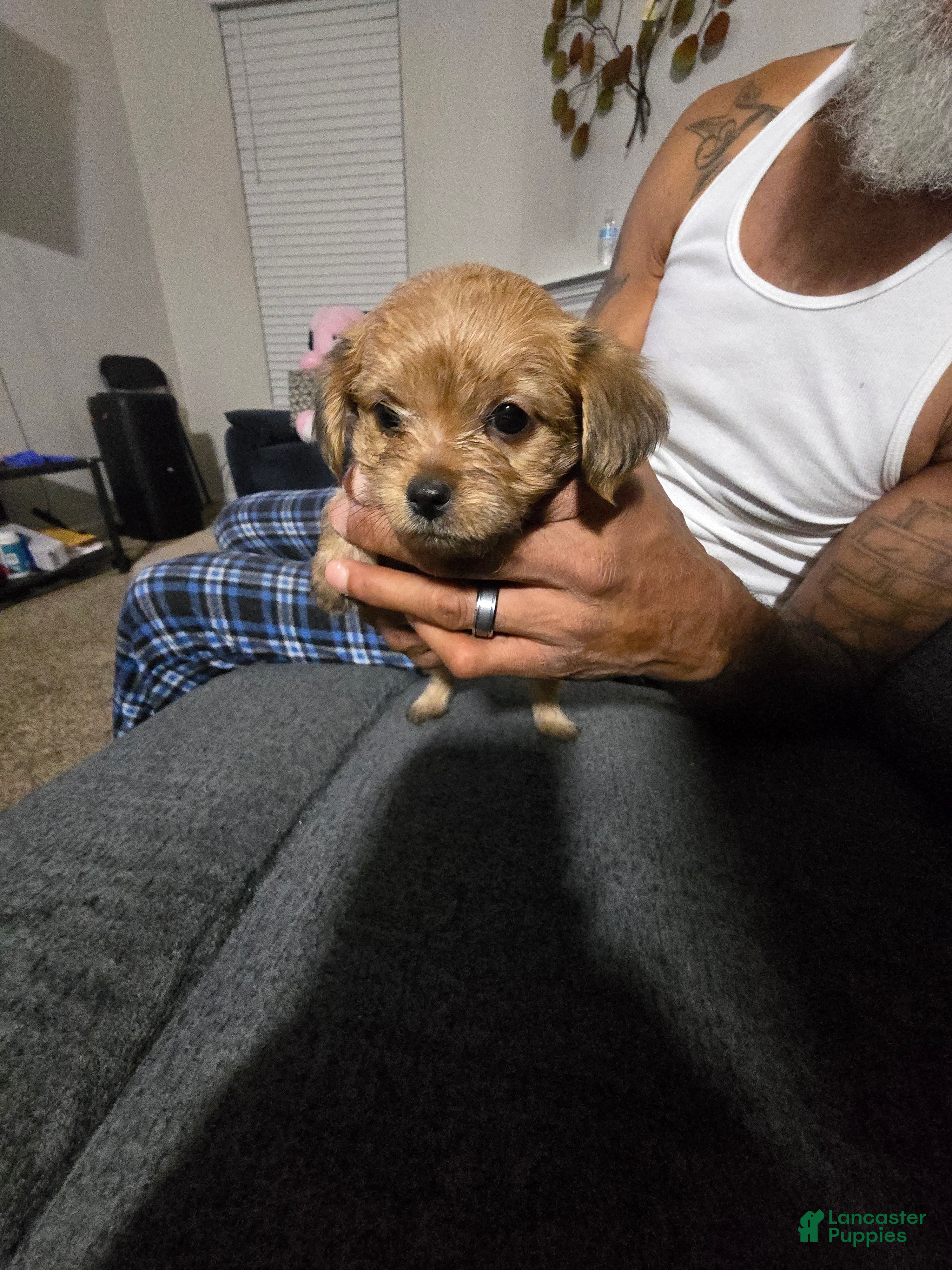 Morkie dogs for sale: BEAR - Ad 37