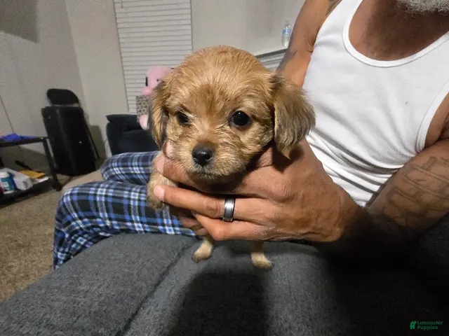 Morkie dogs for sale: BEAR - Ad 37