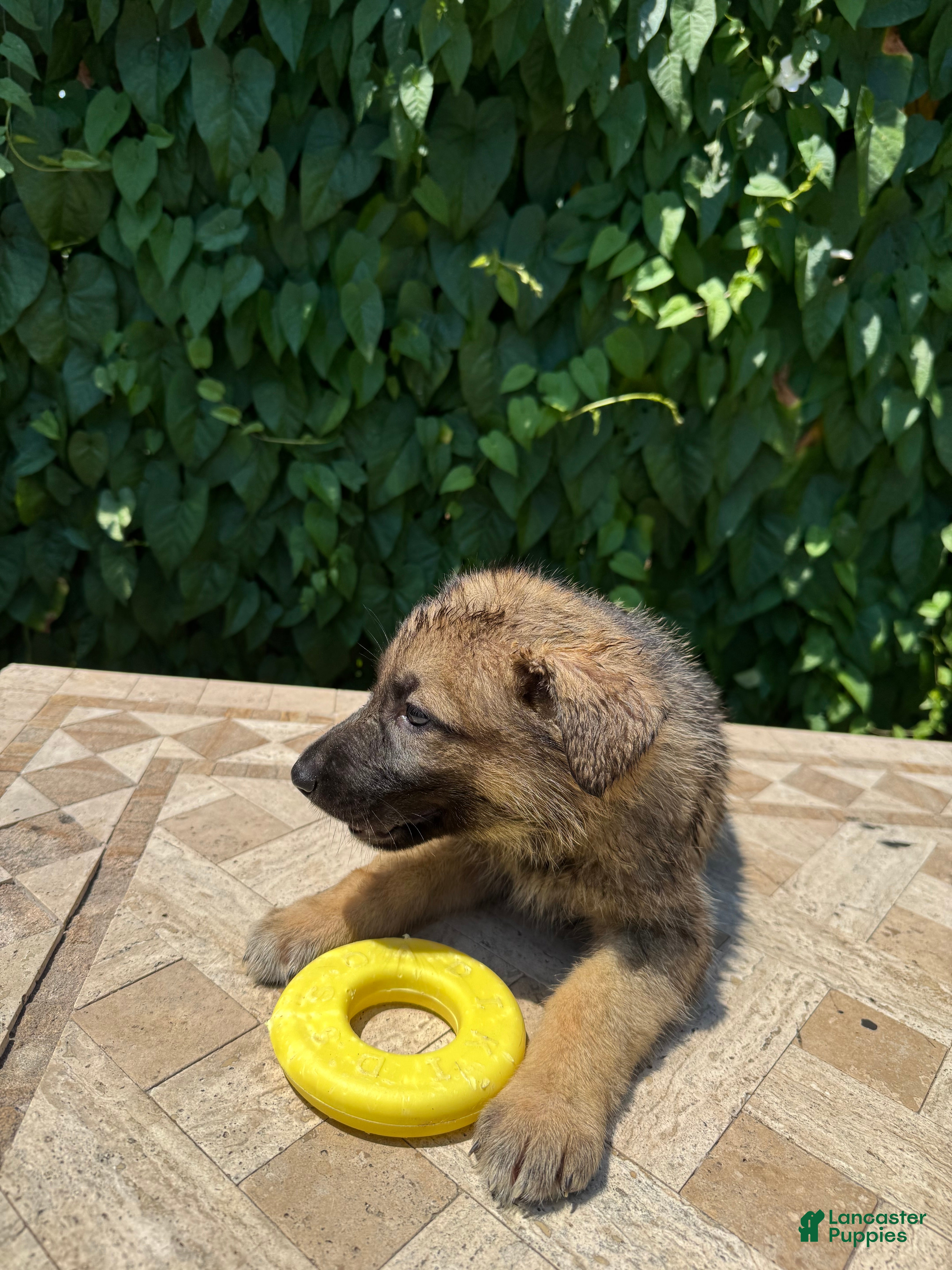 German Shepherd dogs Burger  - Ad 41