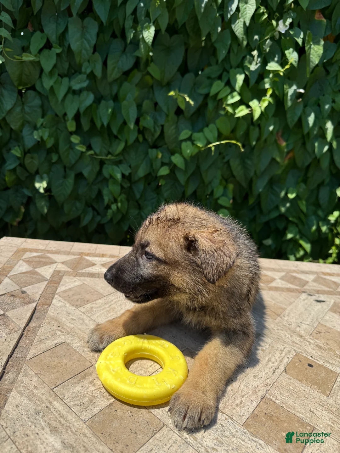 German Shepherd dogs for sale: Burger  - Ad 1