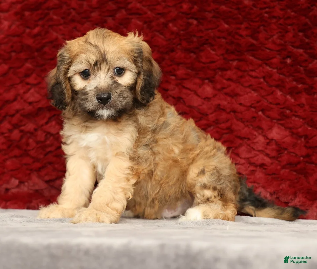 Cavapoo dogs for sale: Kenton - Ad 2