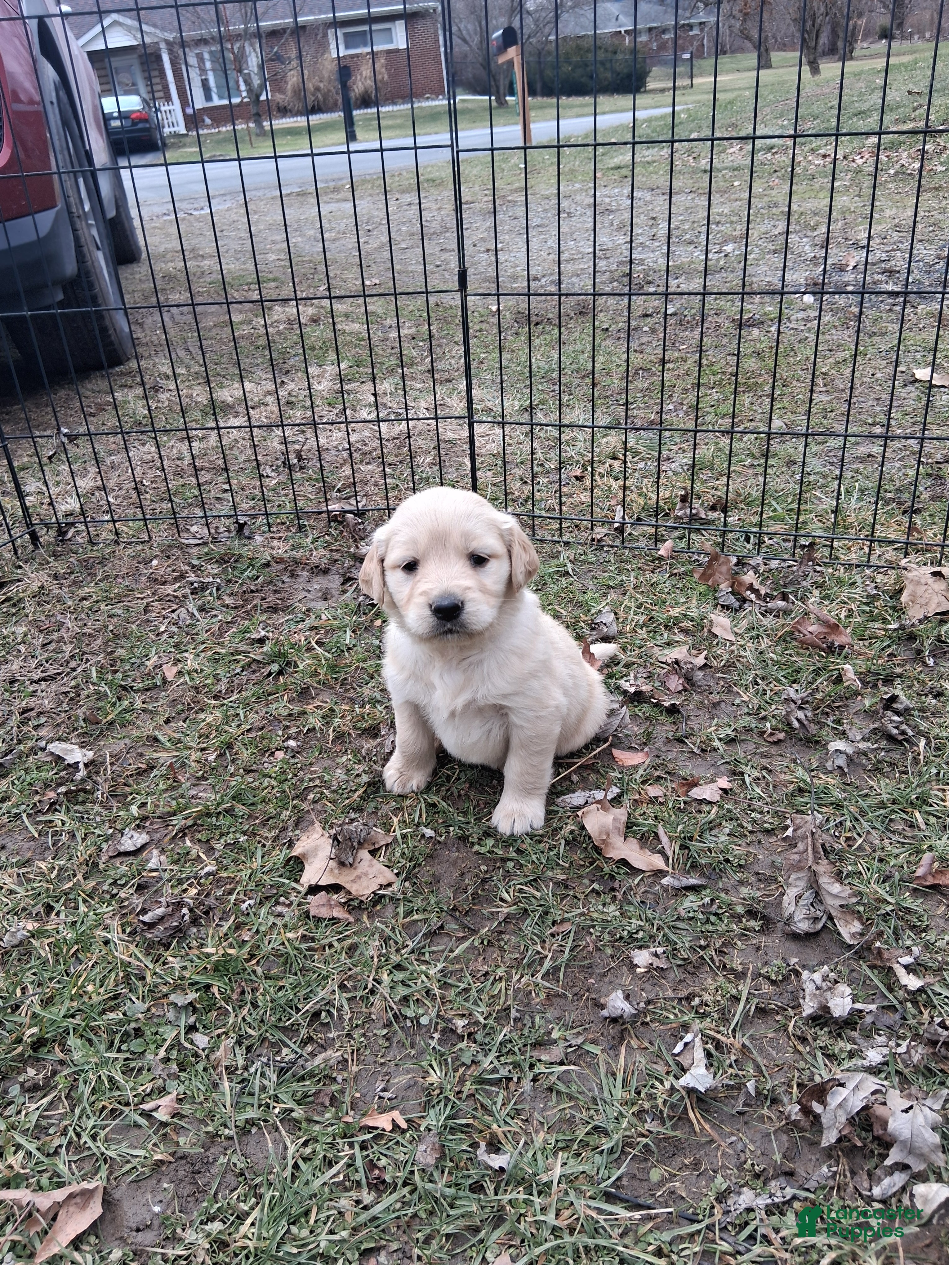 Golden Retriever dogs for sale: Rose - Ad 1