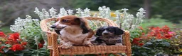 Miniature Dachshund dogs for sale: Cocoa - Ad 4