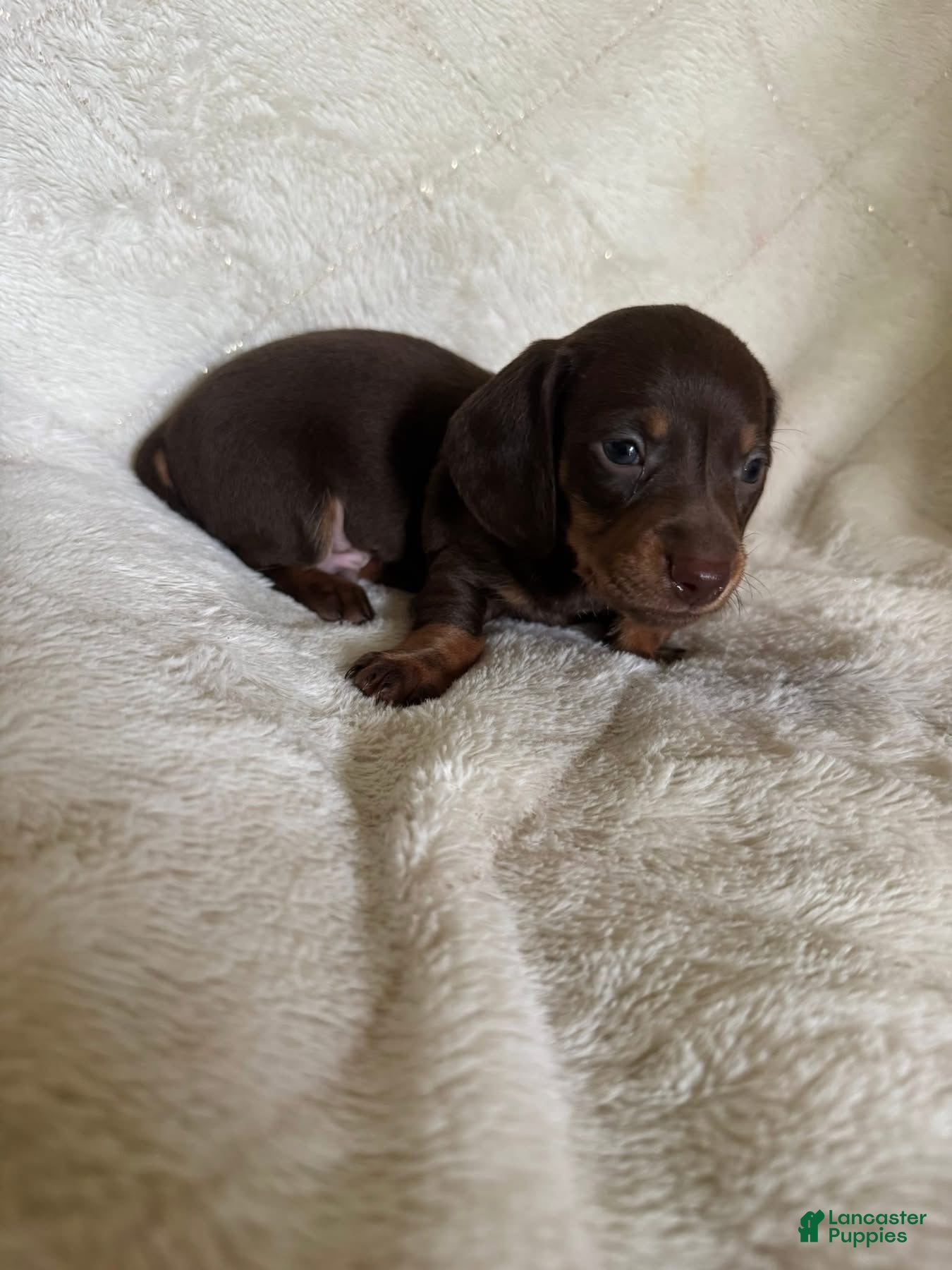 Miniature Dachshund dogs for sale: PAGANI - Ad 3