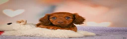 Dachshund dogs for sale: Alexa  - Ad 5