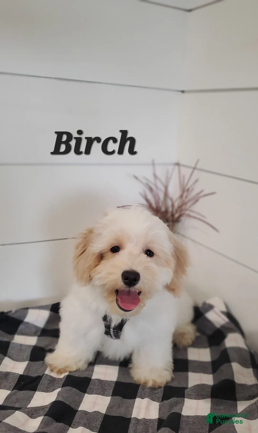 Mixed Breed dogs for sale: Birch - Ad 2