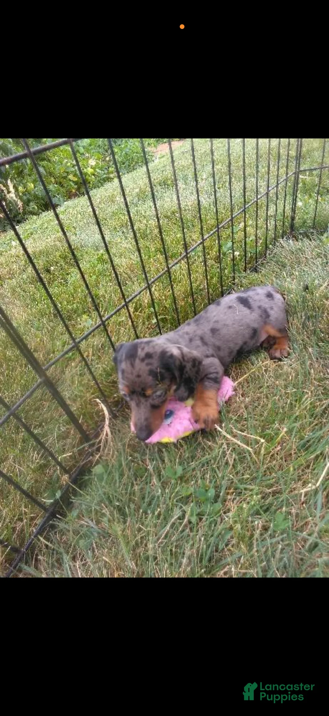 Cavapoo dogs for sale: Donny - Ad 2