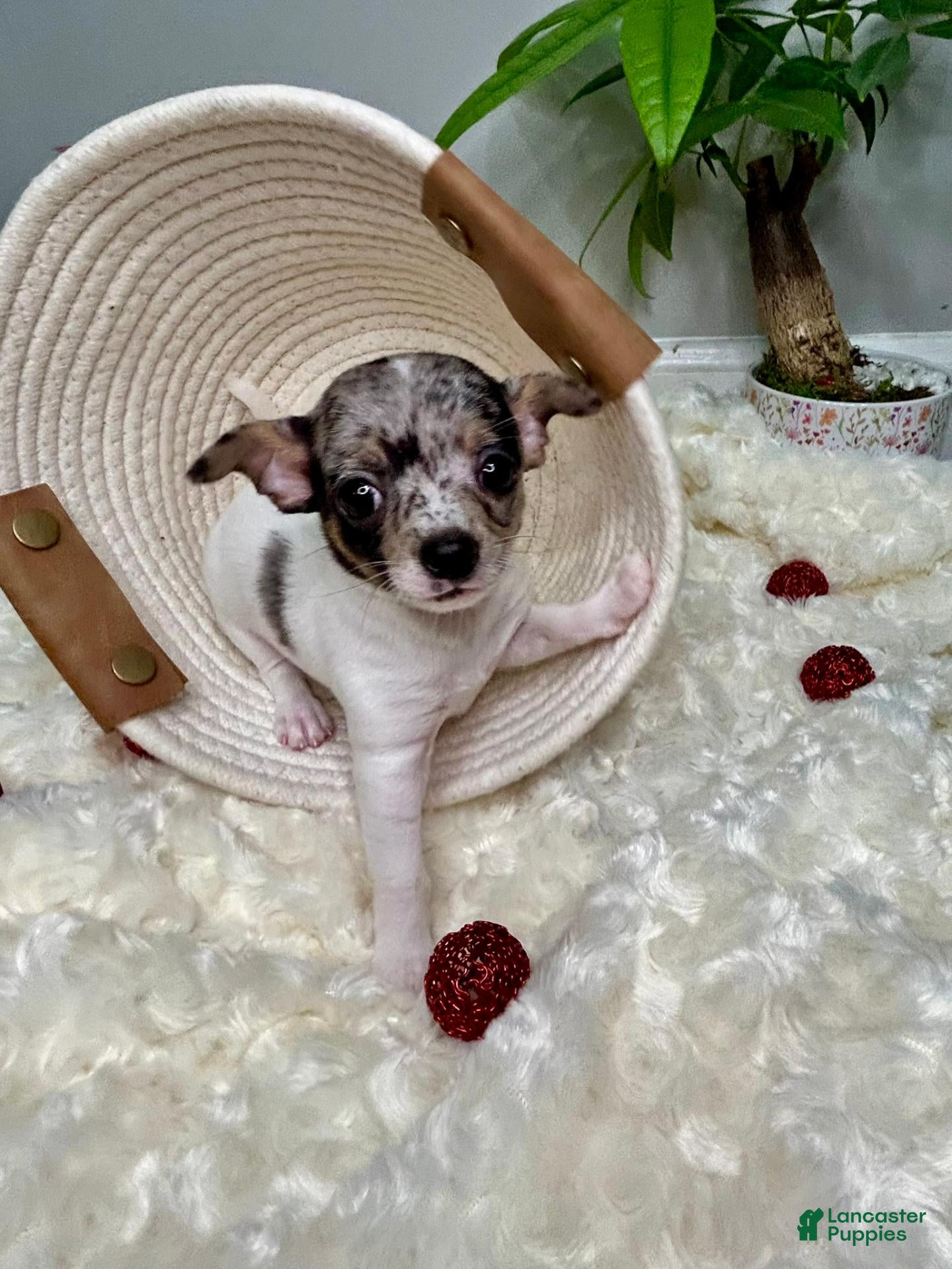 Chihuahua dogs Europa - Ad 2