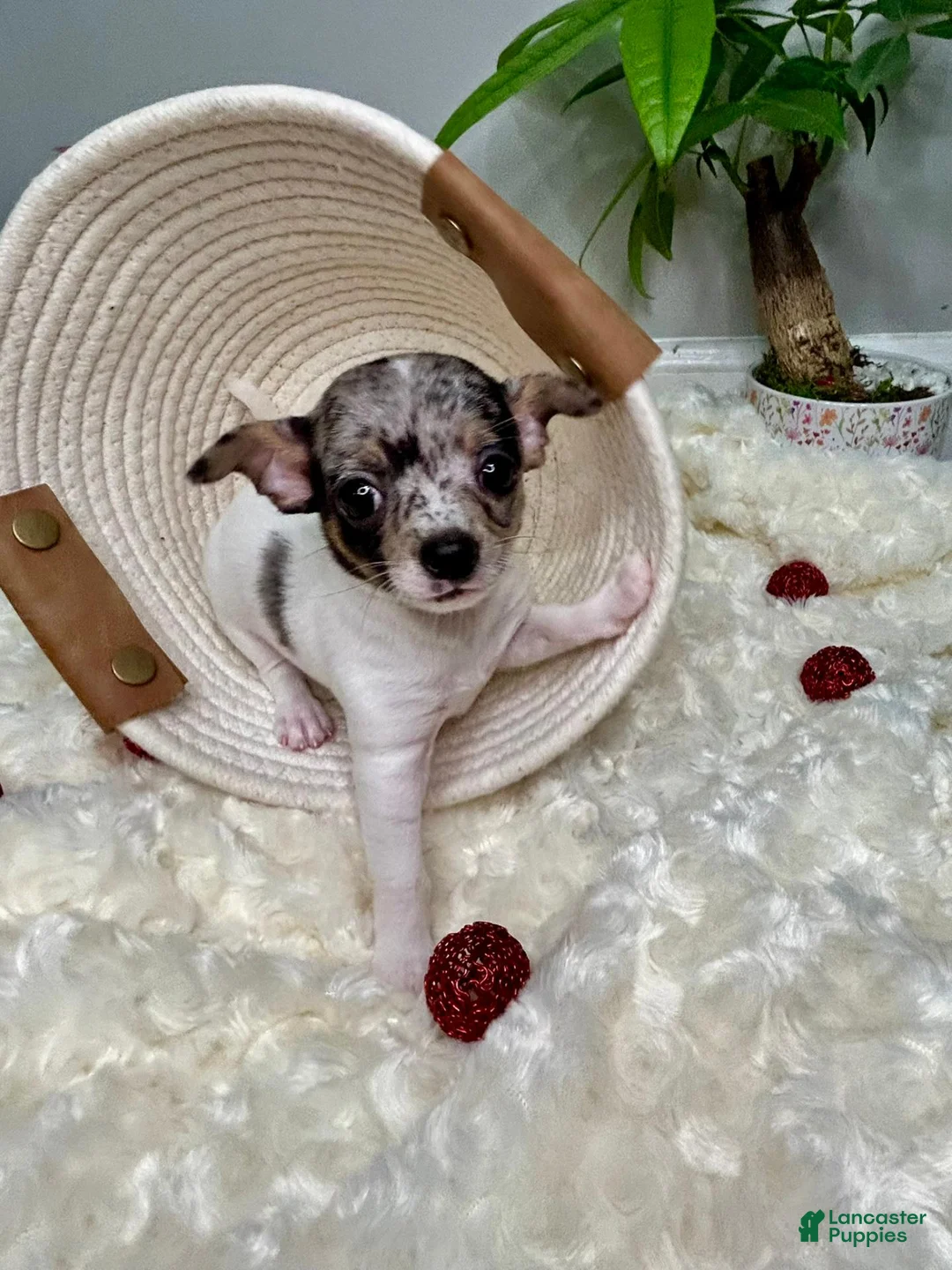 Chihuahua dogs for sale: Europa - Ad 2