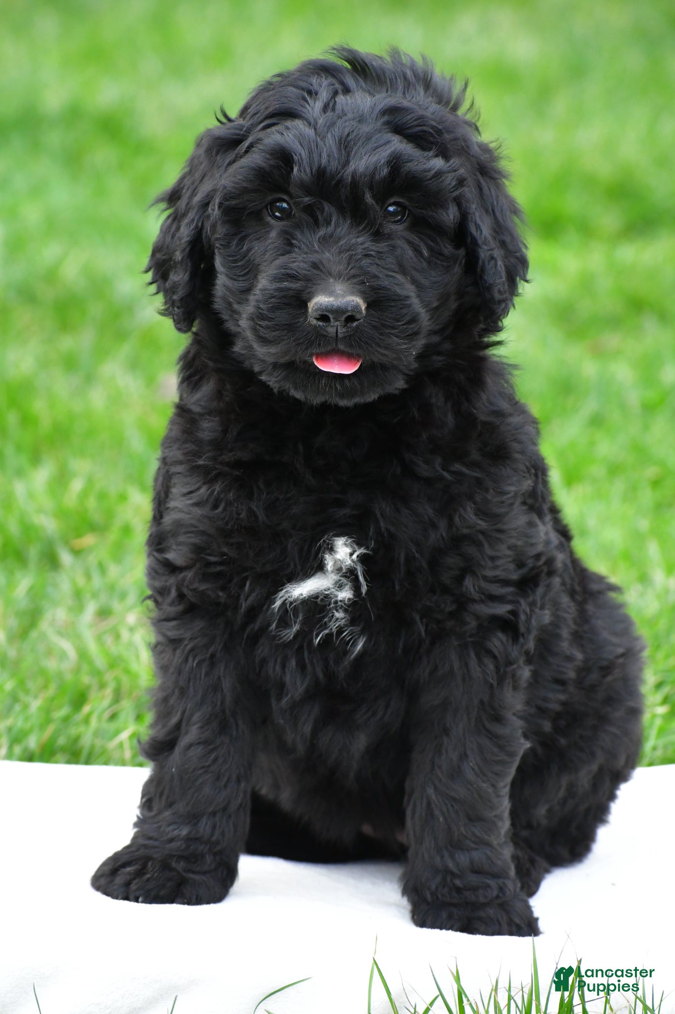 Newfypoo dogs Cassandra - Ad 1