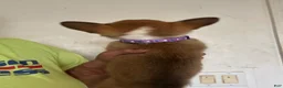 Welsh Corgi Pembroke dogs for sale: Purple - Ad 2