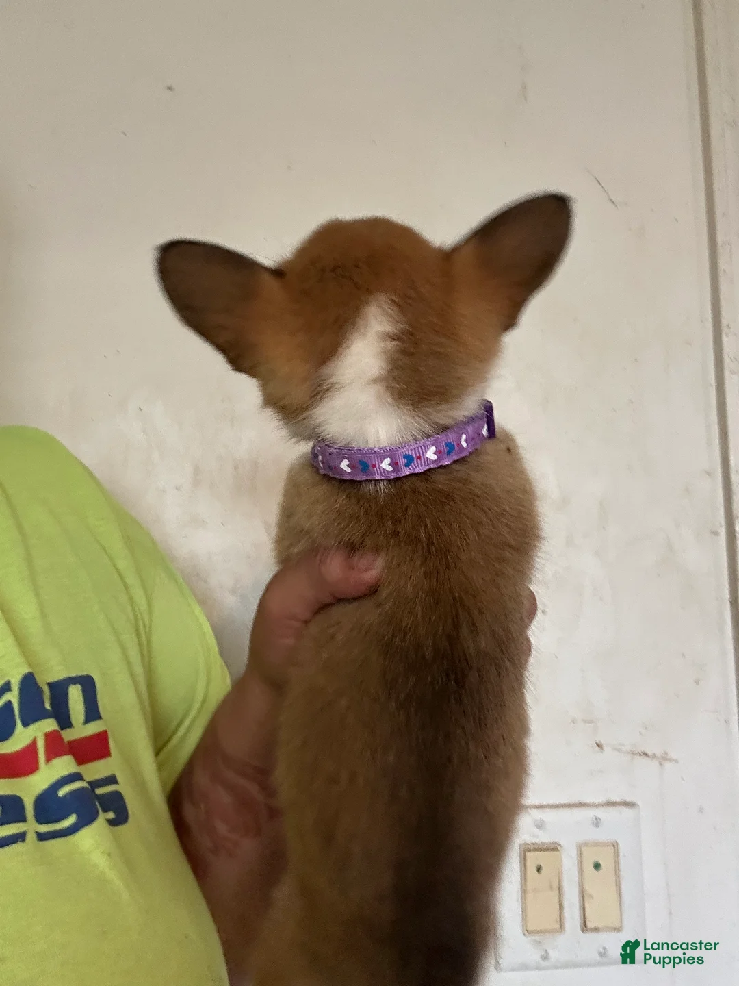 Welsh Corgi Pembroke dogs for sale: Purple - Ad 2