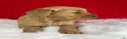 Golden Retriever dogs for sale: Ivy - Ad 2