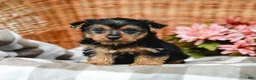 Yorkshire Terrier dogs for sale: Mack - Ad 4