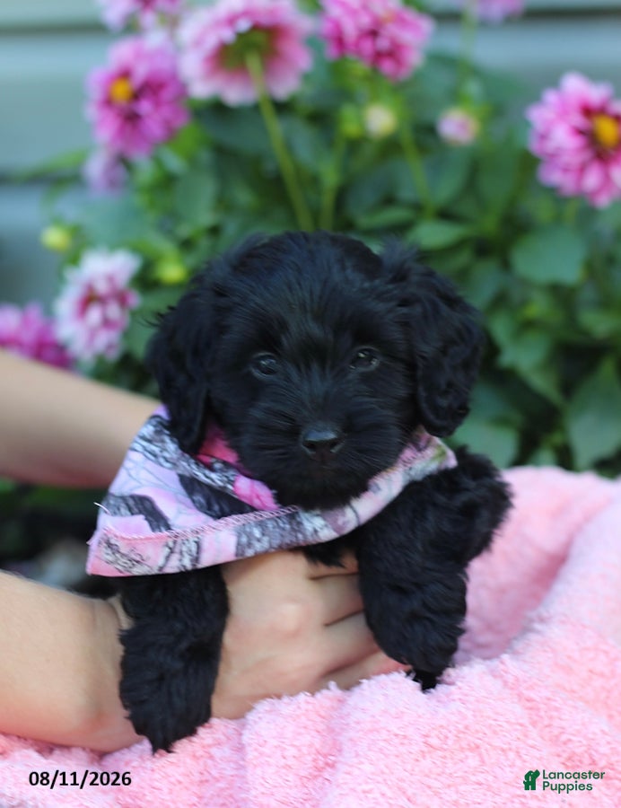 Doxiepoo dogs Ashley - Ad 2