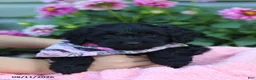 Doxiepoo dogs for sale: Ashley - Ad 2