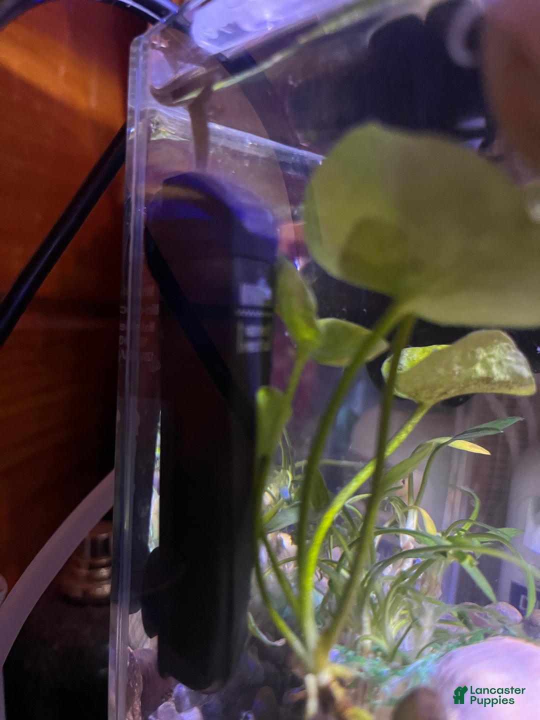 Great Dane dogs for sale: Petal - Ad 15