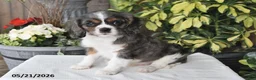 Cavalier King Charles Spaniel dogs for sale: Cody - Ad 1