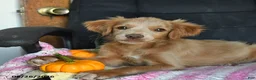 Cavapoo dogs for sale: Luke - Ad 4