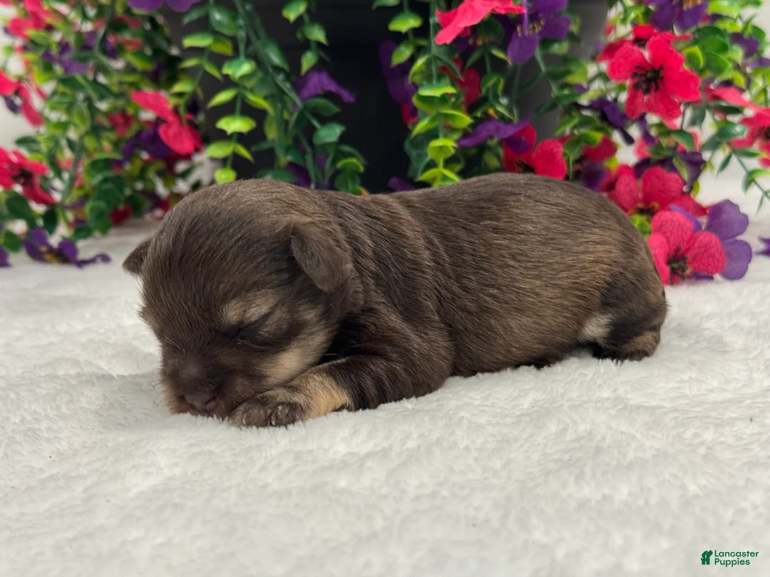 Miniature Schnauzer dogs for sale: Miracle Female 1 - Ad 4
