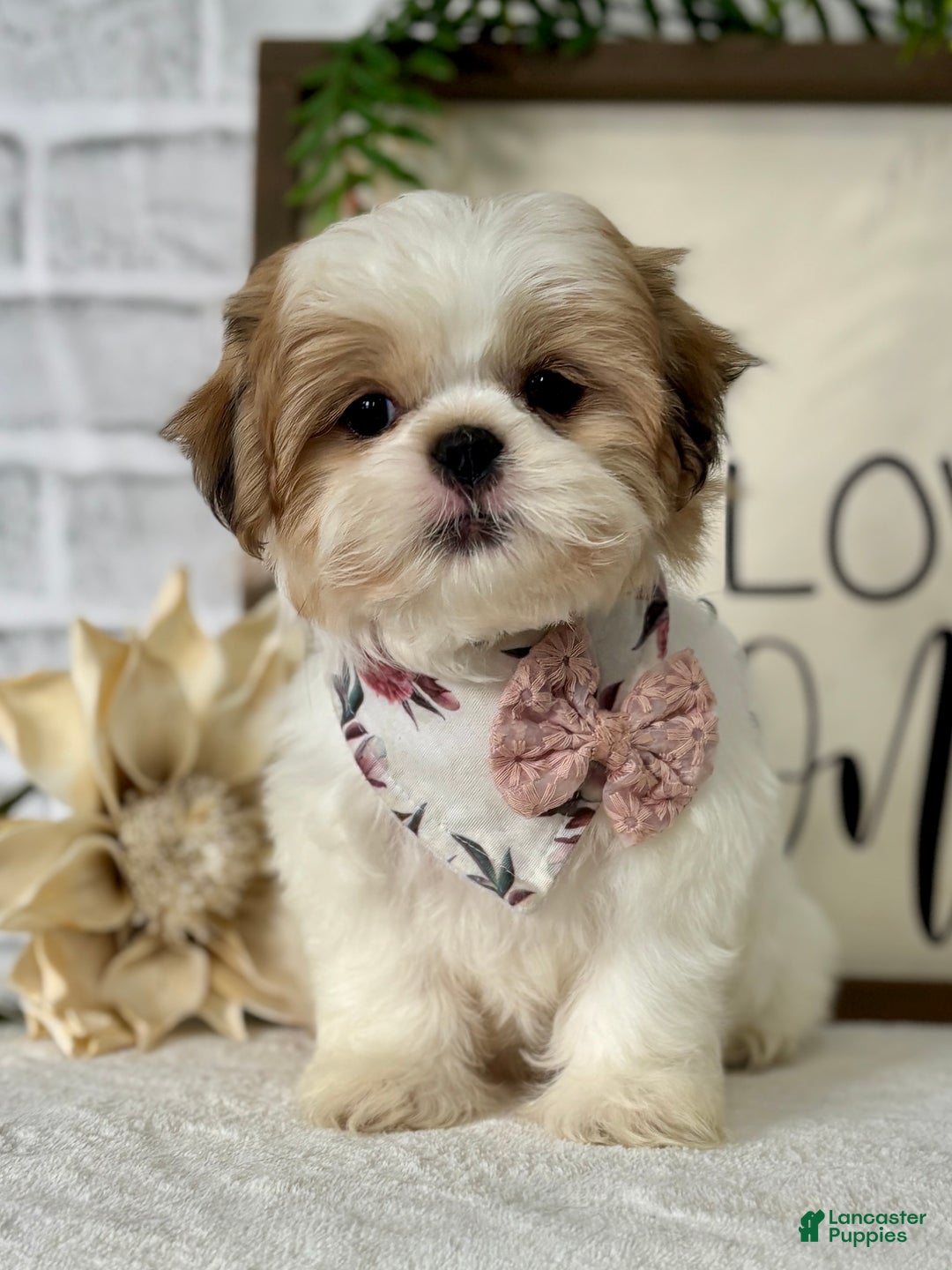 Shih Tzu dogs for sale: Bonita - Ad 3