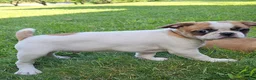Mixed Breed dogs for sale: Oscar Pie - Ad 3