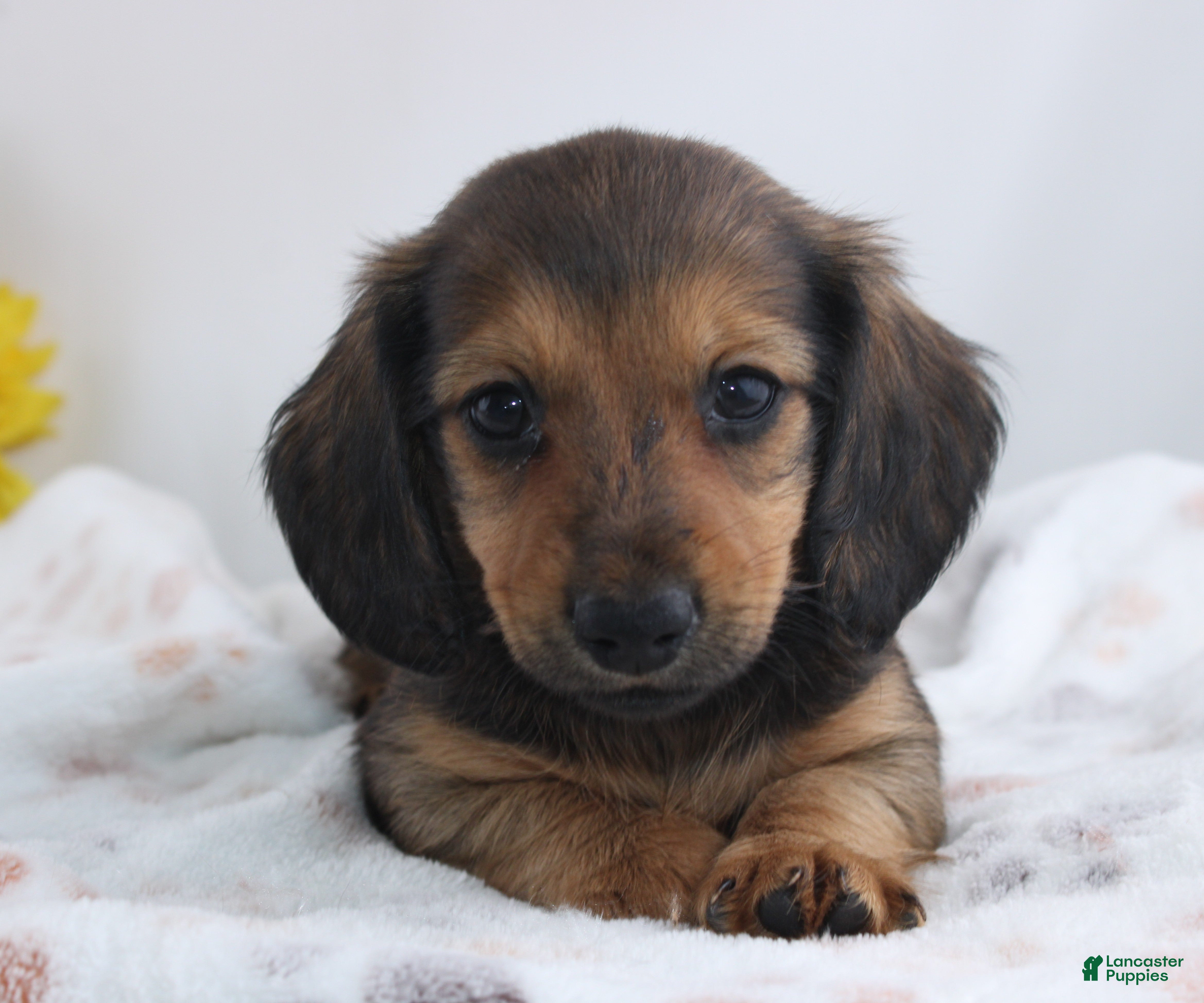 Miniature Dachshund dogs Olin - Ad 2