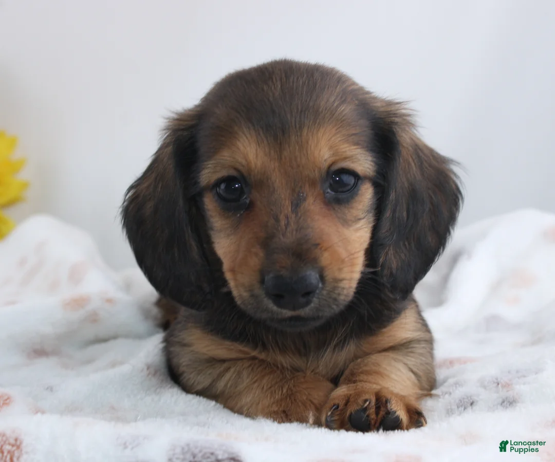 Miniature Dachshund dogs for sale: Olin - Ad 2