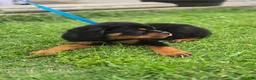 Rottweiler dogs for sale: Rottweiler Puppy 1 - Ad 3