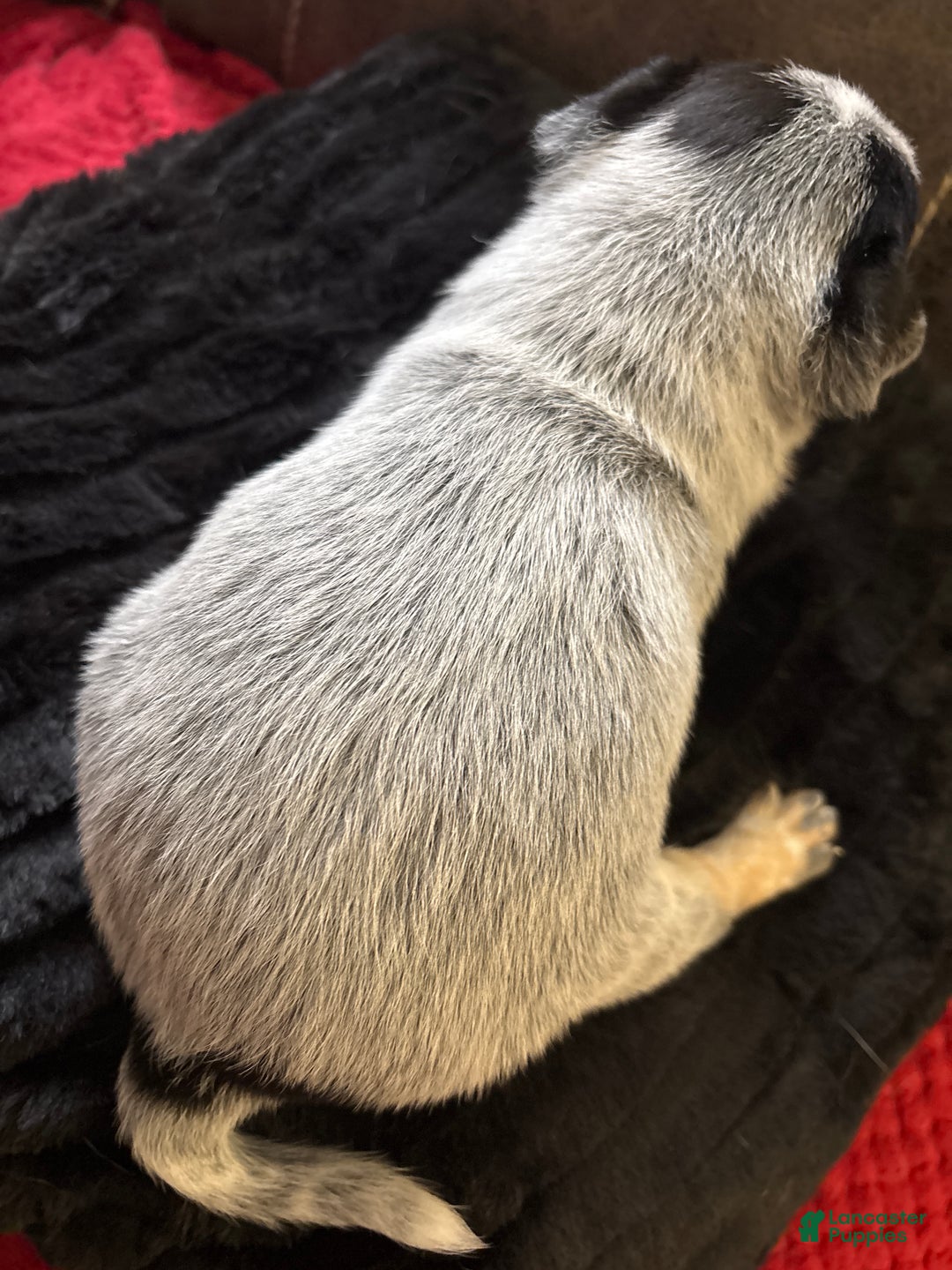 Australian Cattle Dog dogs for sale: Moe - Ad 2